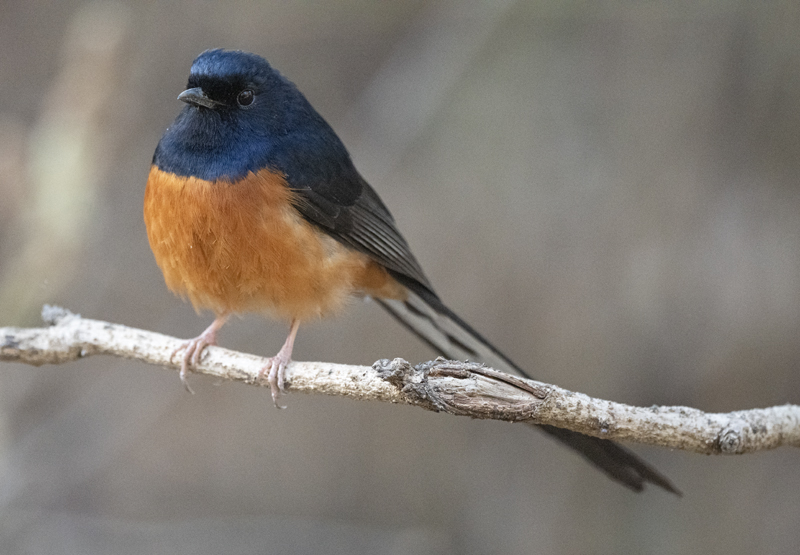 White-rumped_Shama_25_India_019