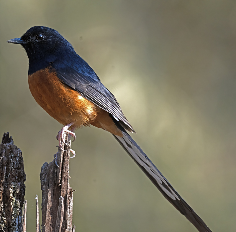 White-rumped_Shama_25_India_022