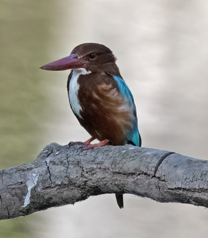 White-throated_Kingfisher_25_India_006