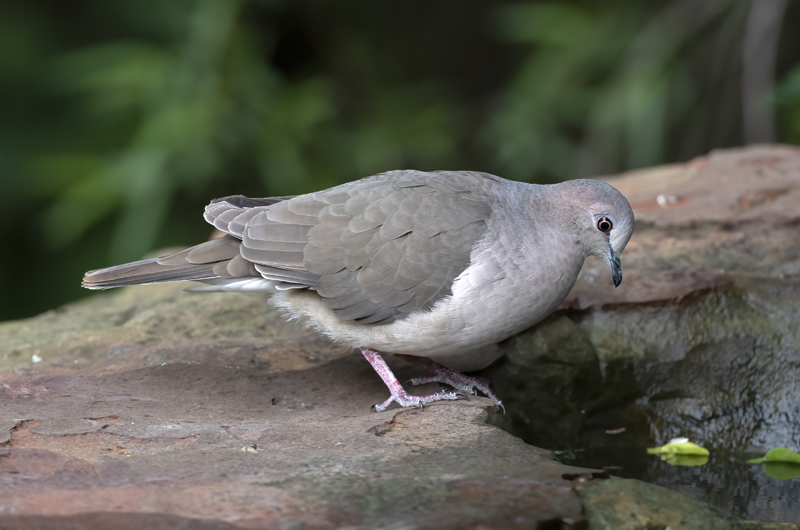 White-tipped_Dove_19_TX_002