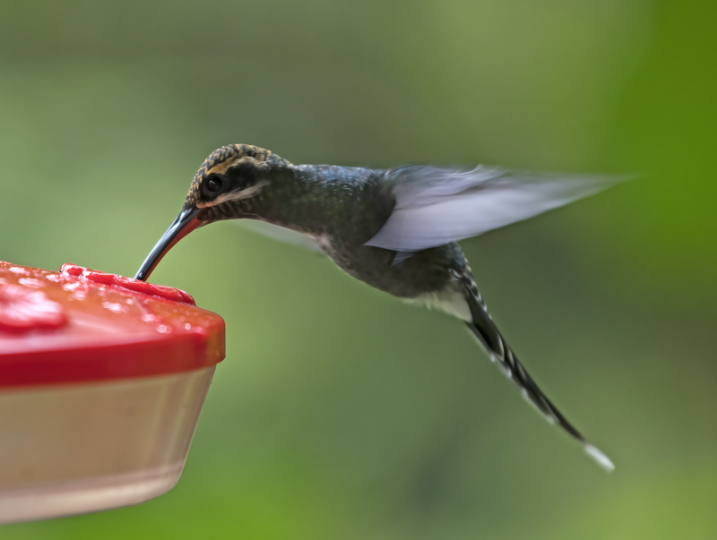 White-whiskered_Hermit_18_Ecuador_002