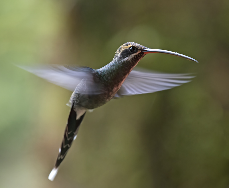 White-whiskered_Hermit_18_Ecuador_003