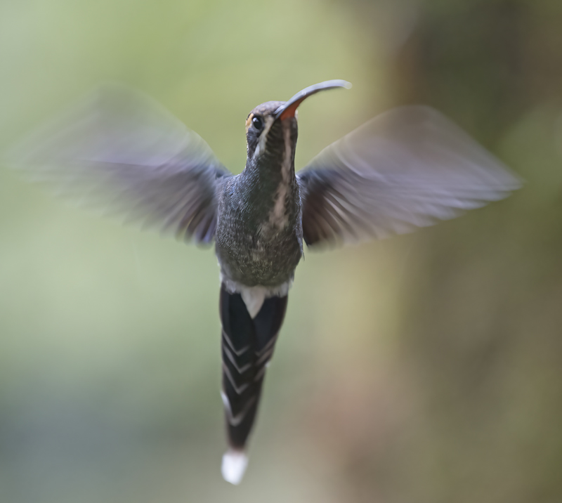 White-whiskered_Hermit_18_Ecuador_004