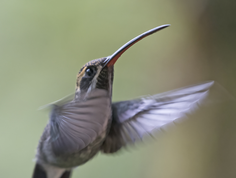 White-whiskered_Hermit_18_Ecuador_005
