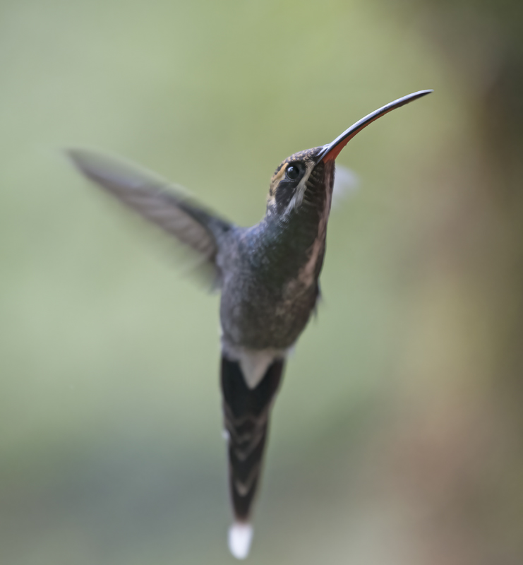 White-whiskered_Hermit_18_Ecuador_006