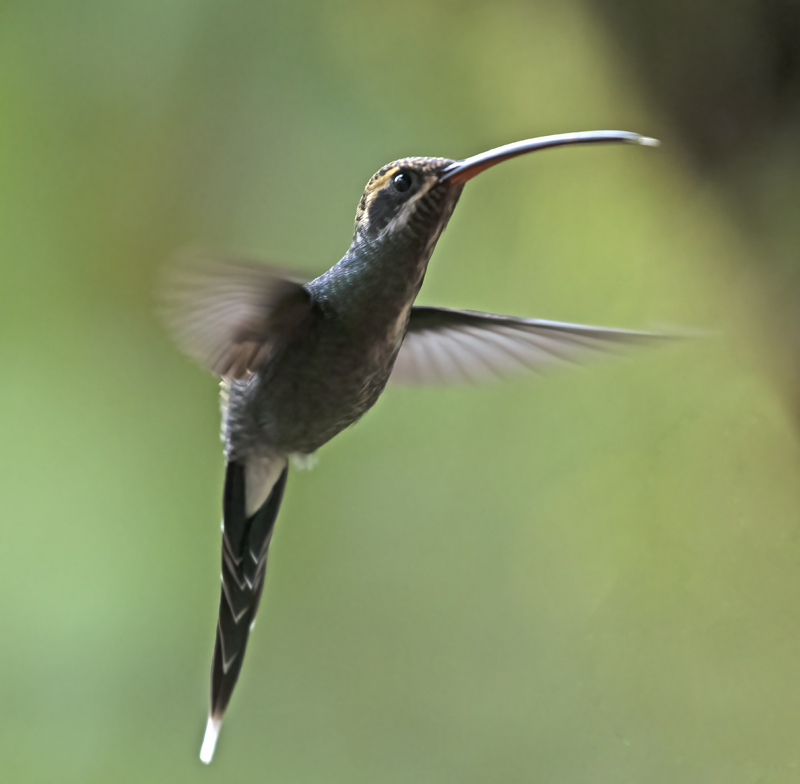 White-whiskered_Hermit_18_Ecuador_007