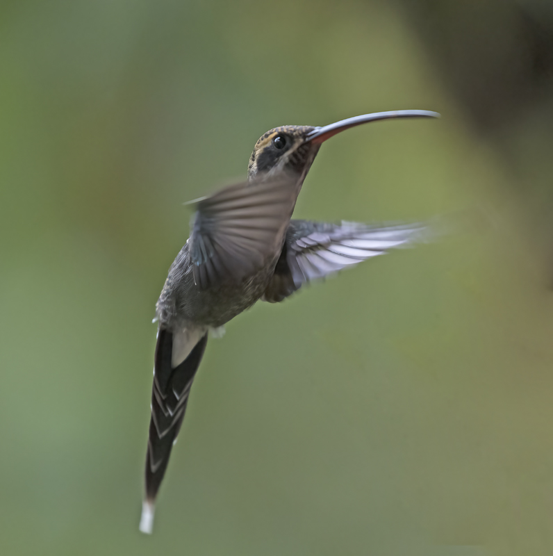 White-whiskered_Hermit_18_Ecuador_008