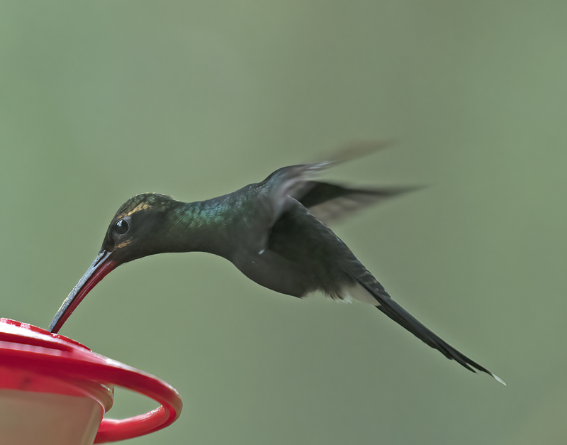 White-whiskered_Hermit_18_Ecuador_010