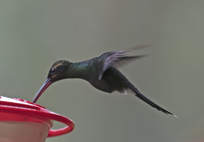 White-whiskered_Hermit_18_Ecuador_011