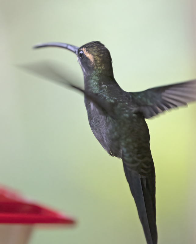 White-whiskered_Hermit_18_Ecuador_013