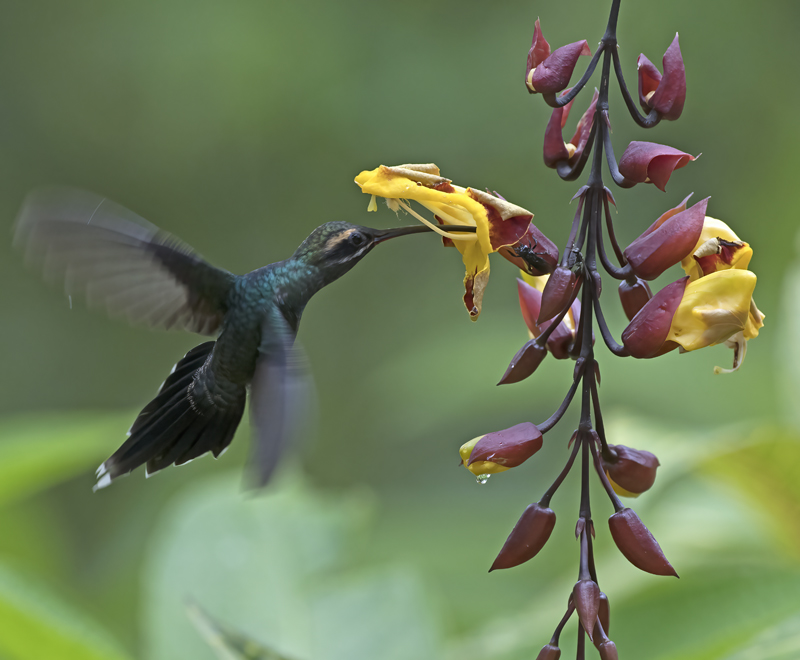 White-whiskered_Hermit_18_Ecuador_015