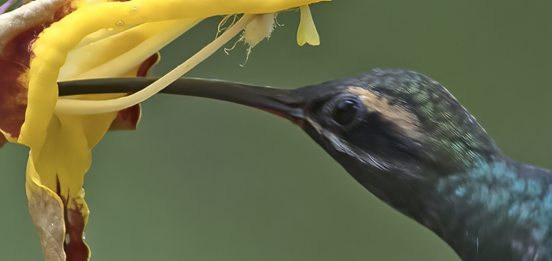 White-whiskered_Hermit_18_Ecuador_015a