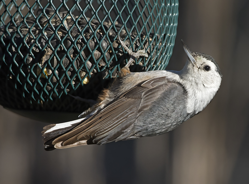 White_breasted_Nuthatch_15_AZ_004