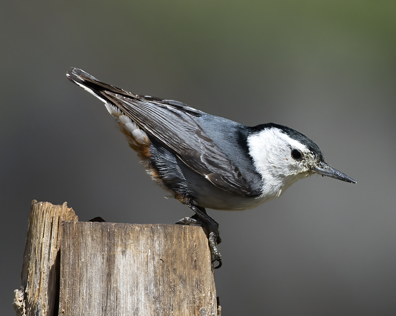 White_breasted_Nuthatch_15_AZ_010