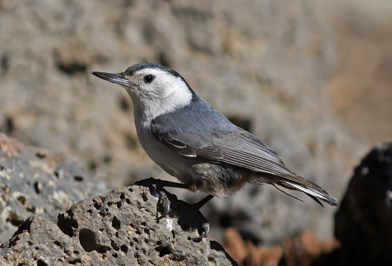 White_breasted_Nuthatch_17_OR_017