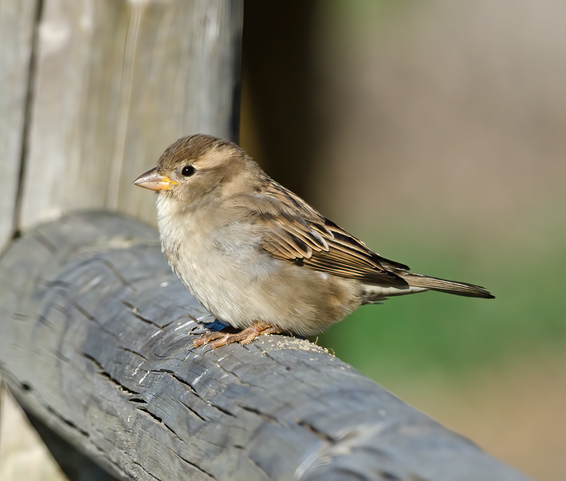 White_crowned_Sparrow_11_CA_013