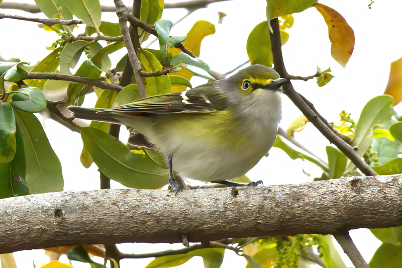 White_eyed_Vireo_11_FL_002