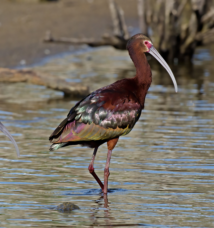 White_faced_Ibis_13_CA_022