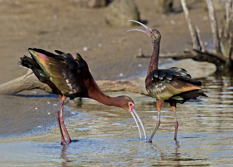 White_faced_Ibis_13_CA_026