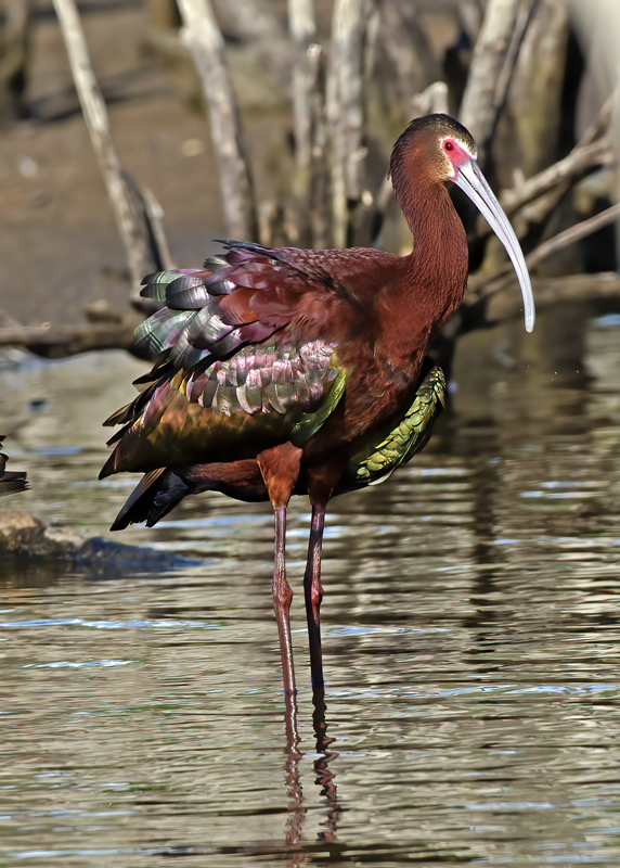 White_faced_Ibis_13_CA_029