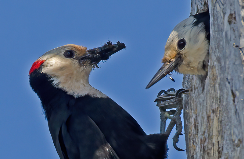 White_headed_Woodpecker_13_OR_002