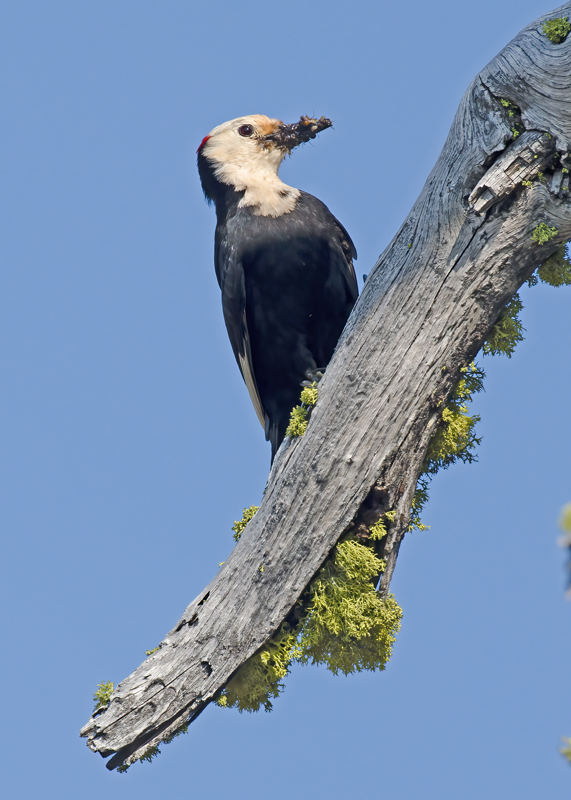 White_headed_Woodpecker_13_OR_003
