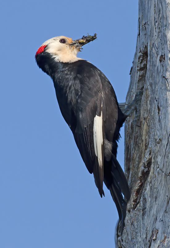 White_headed_Woodpecker_13_OR_008