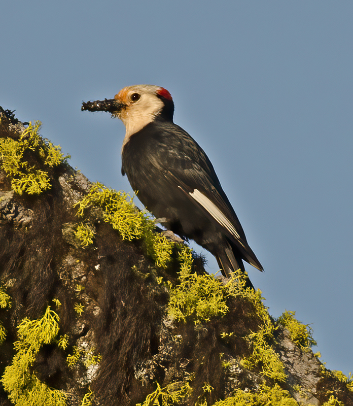 White_headed_Woodpecker_13_OR_012