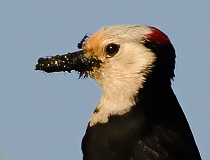 White_headed_Woodpecker_13_OR_015