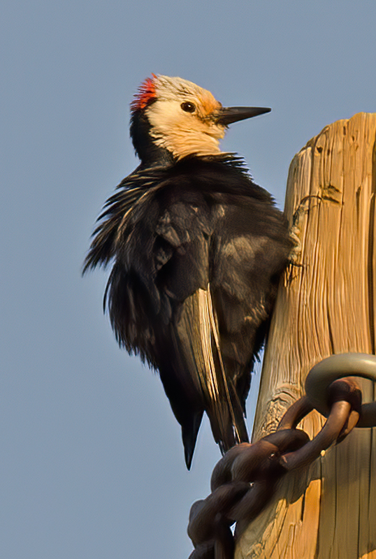 White_headed_Woodpecker_13_OR_017