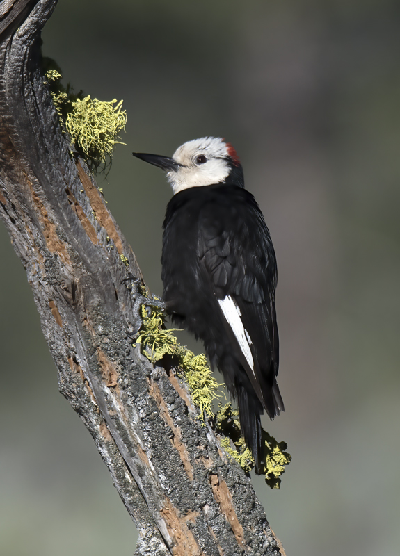 White_headed_Woodpecker_17_OR_040