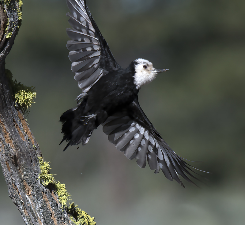 White_headed_Woodpecker_17_OR_042