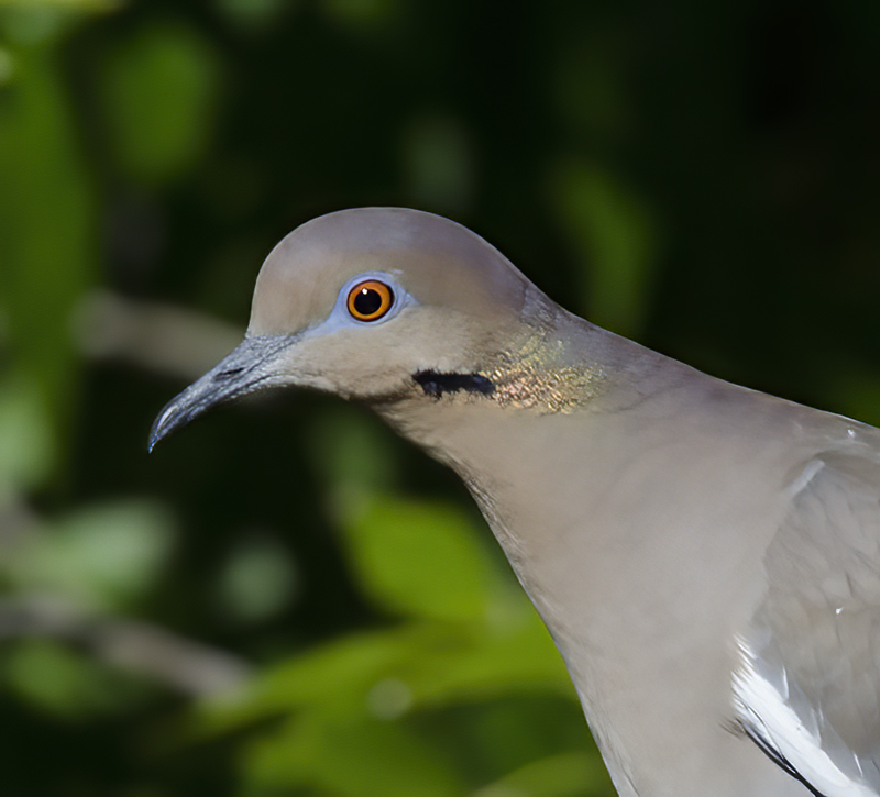 White_winged_Dove_14_AZ_004