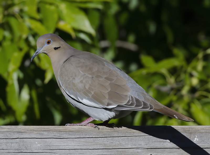 White_winged_Dove_14_AZ_005
