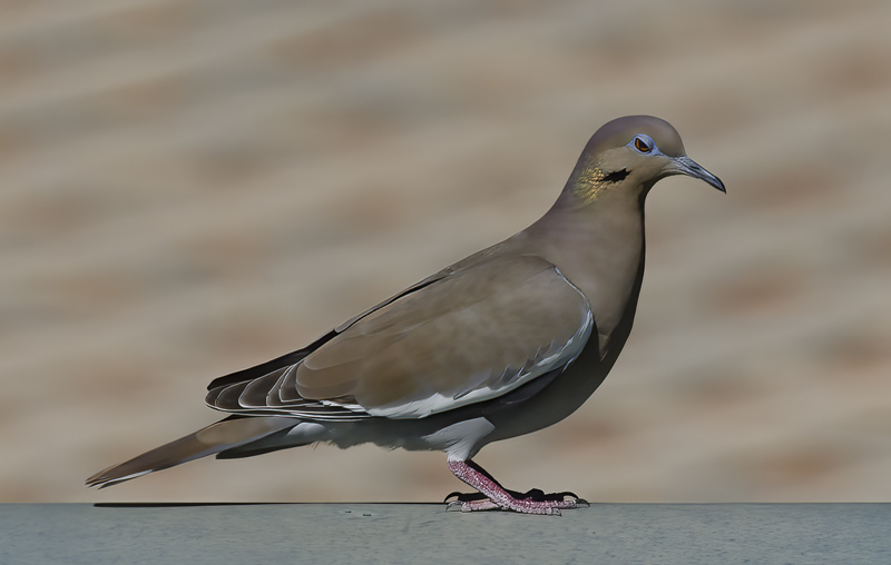 White_winged_Dove_14_AZ_007