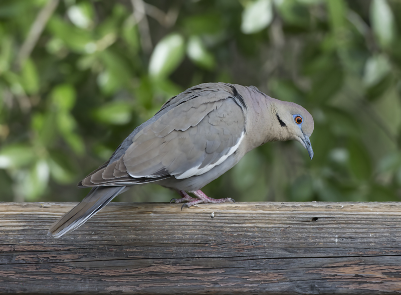 White_winged_Dove_15_AZ_002