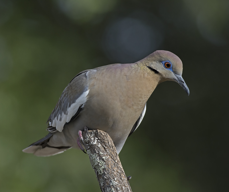 White_winged_Dove_15_AZ_004