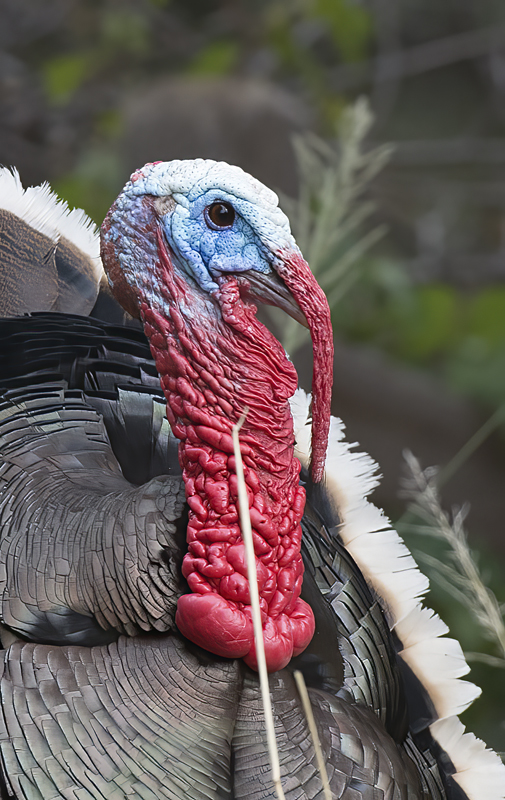 Wild_Turkey_15_AZ_005