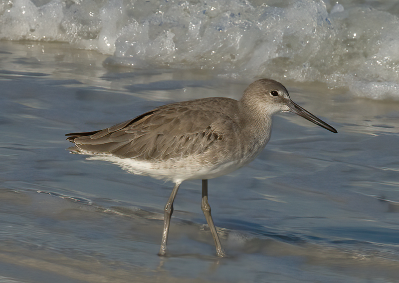 Willet_09_FL_008
