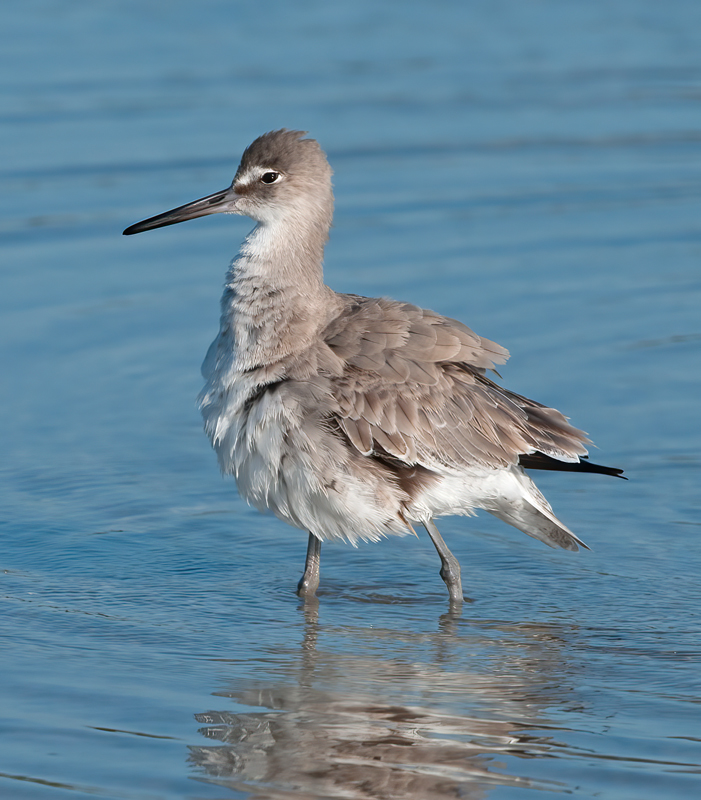 Willet_11_FL_016