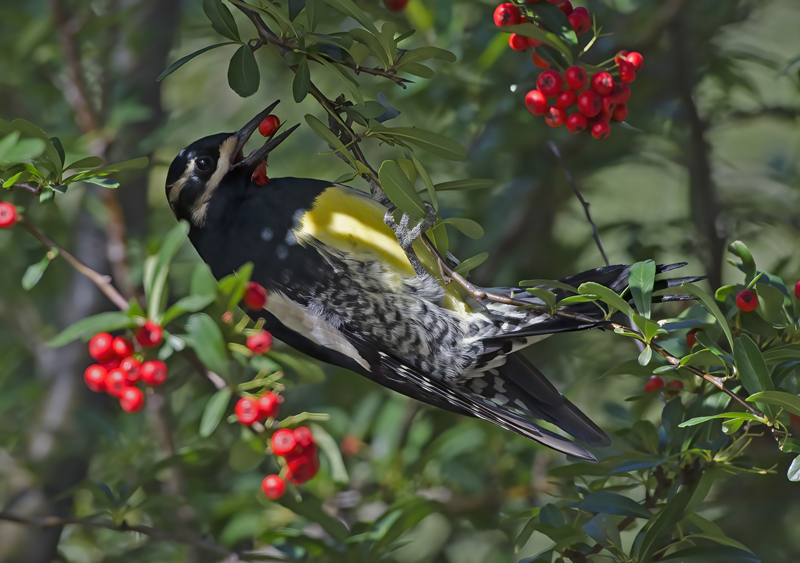 Williamsons_Sapsucker_14_AZ_002