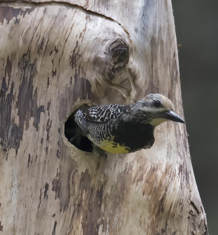 Williamsons_Sapsucker_17_OR_111