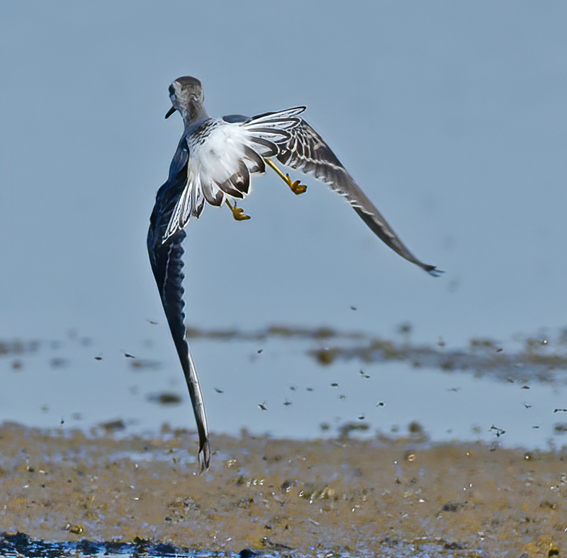 Wilsons_Phalarope_11_CA_005