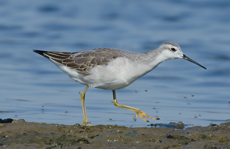 Wilsons_Phalarope_11_CA_018
