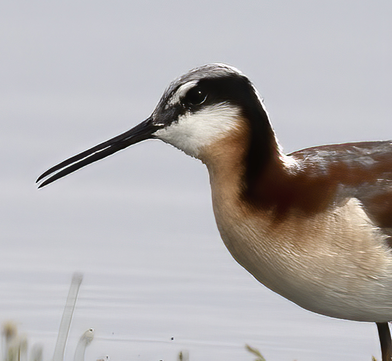 Wilsons_Phalarope_21_CA_170