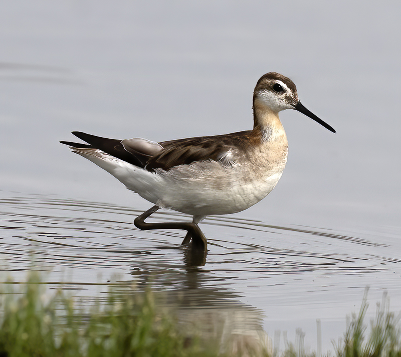 Wilsons_Phalarope_21_CA_178
