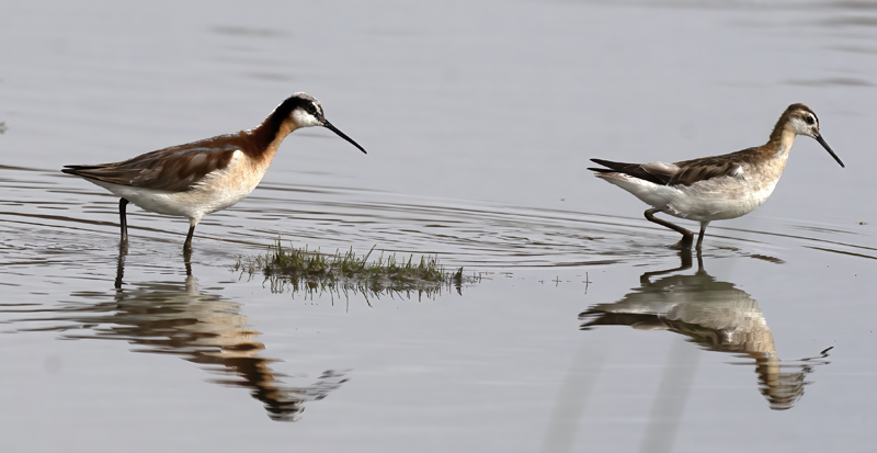Wilsons_Phalarope_21_CA_187