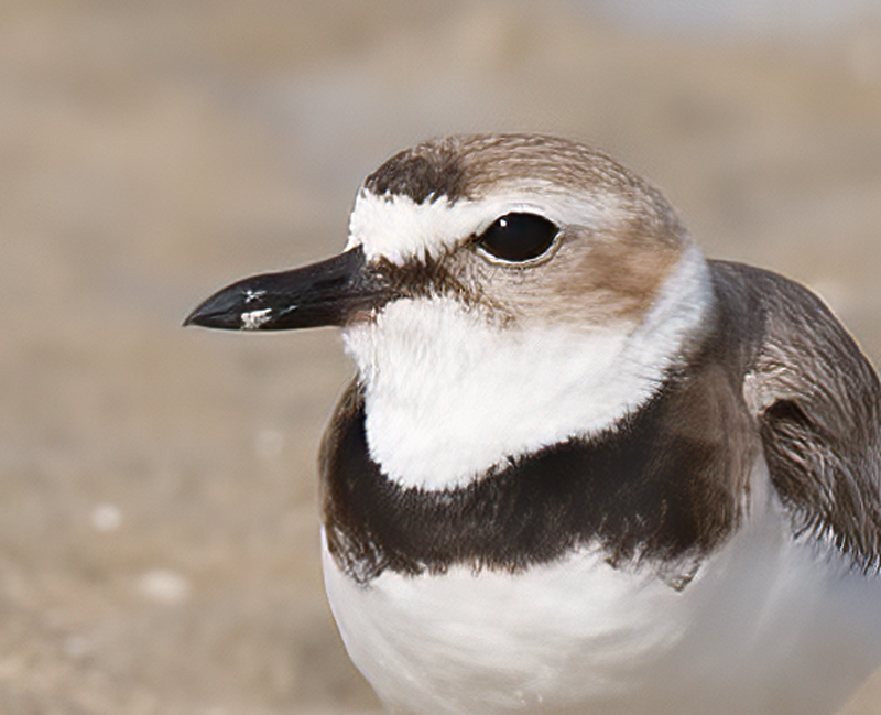 Wilsons_Plover_10_FL_021