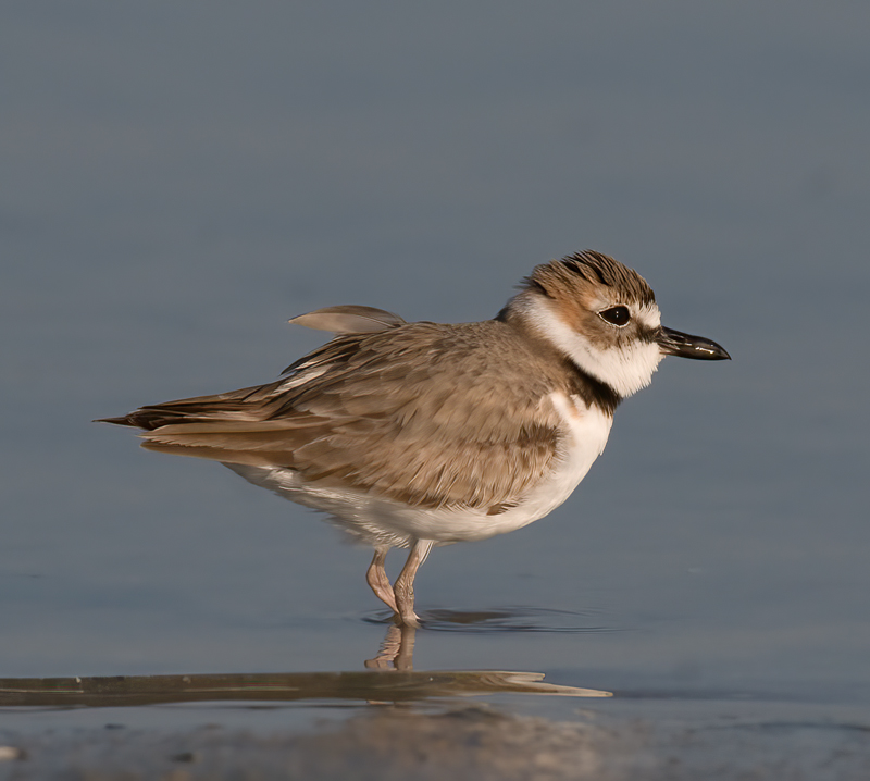 Wilsons_Plover_10_FL_096