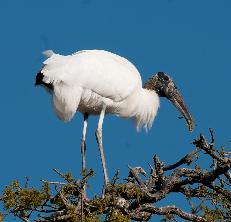 Wood_Stork_09_FL_013